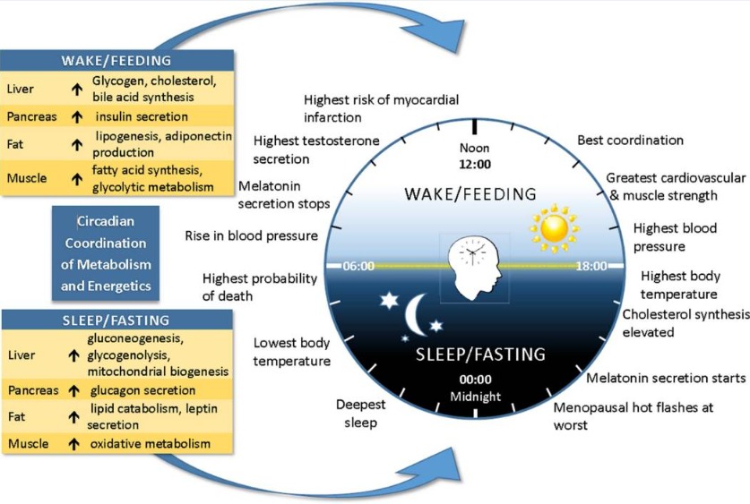 fasting for 24 hours benefits