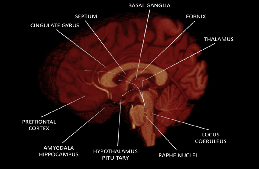 Neurobiology of Human Sexual Responses